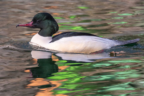 Male Goosander duck (Mergus merganser) Nature in my “backyard” - I live close to the river Isar that flows through Munich, where I went for a walk today.

Very close to my home and right by the river (actually a canal that is split off the main arm of the Isar) is a large power station. On the other side is a dense patch of trees. The little patch of canal water in between is very quiet and has a remote feel to it, despite the 8-laned road just 60 meters away. That's where I saw this pair of goosanders circling on the water.

The bright green and orange reflections in the water come from two containers for collecting waste that are located on the premise of the power station, right by the water.

Female companion:
https://www.jungledragon.com/image/146505/mergus_merganser_.html Bird,Common merganser,Deutschland,Geotagged,Germany,Mergus merganser,München,Tiere,Vogel,Winter,pajaro