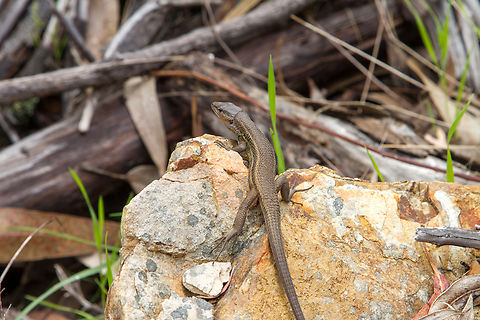 Lizard from Algarve, Portugal  Algarve,Eidechse,Geotagged,Large Psammodromus,Portugal,Psammodromus algirus,Spring