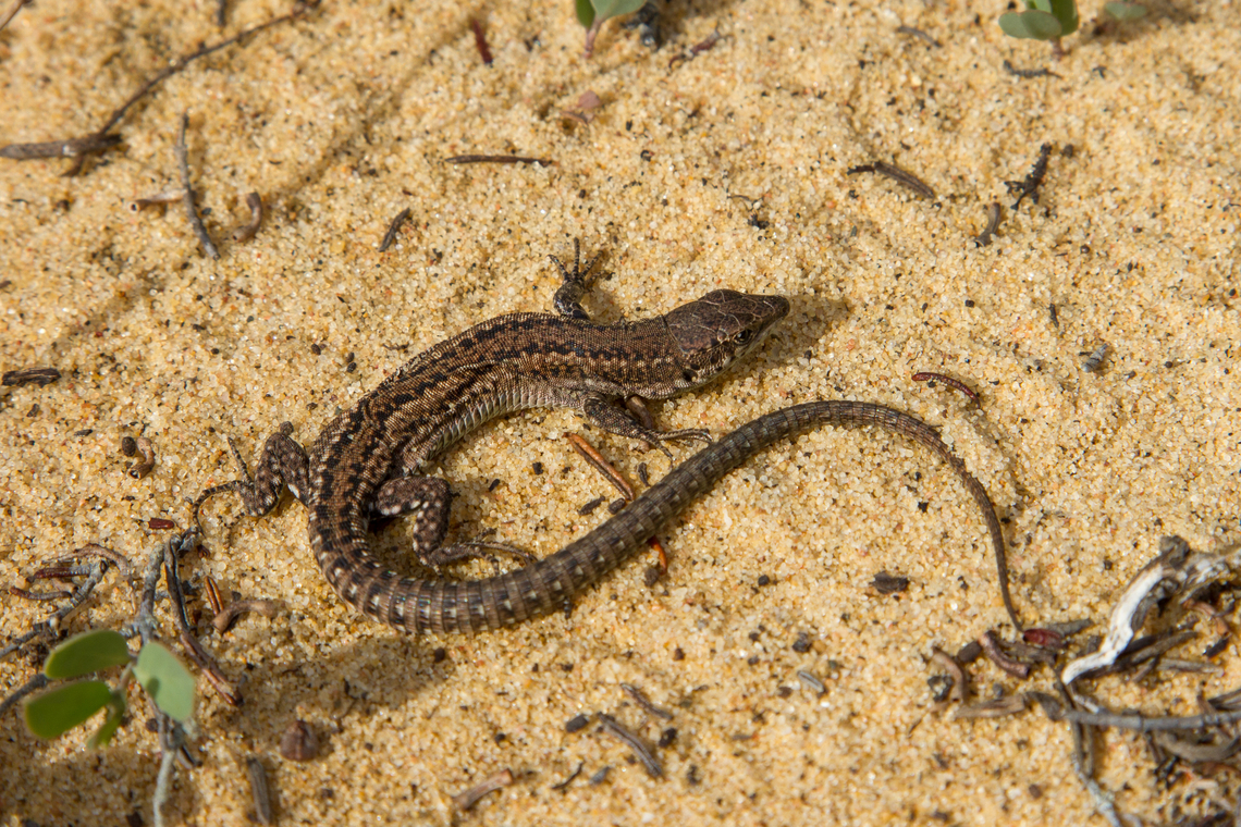Lizard from Algarve, Portugal From a sandy patch on the cliffs right above the sea. Algarve,Carbonell's wall lizard,Eidechse,Geotagged,Podarcis carbonelli,Portugal,Spring
