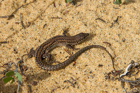 Lizard from Algarve, Portugal From a sandy patch on the cliffs right above the sea. Algarve,Carbonell's wall lizard,Eidechse,Geotagged,Podarcis carbonelli,Portugal,Spring