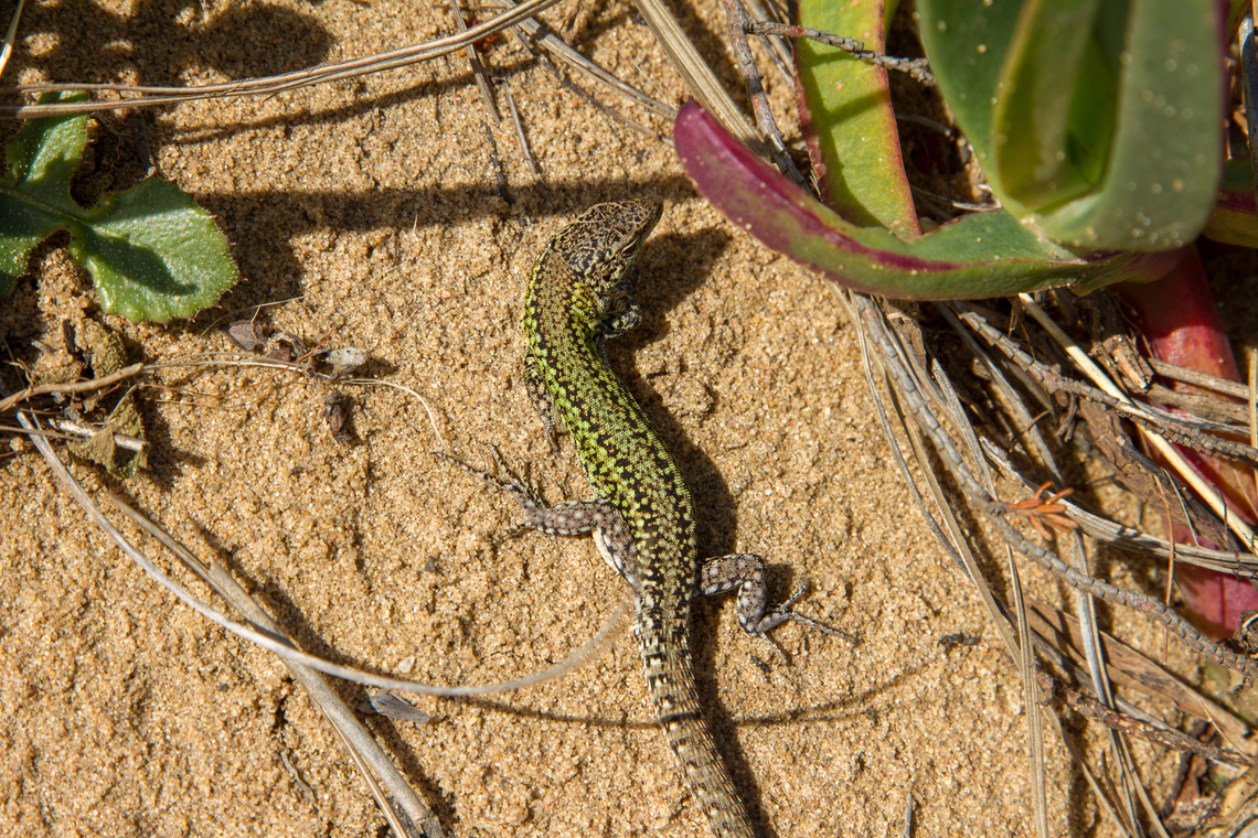Podarcis carbonelli lizard (Algarve, Portugal) From a sandy patch on the cliffs right above the sea. Algarve,Carbonell's wall lizard,Eidechse,Geotagged,Podarcis carbonelli,Portugal,Spring