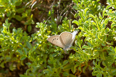Male black-eyed blue (Glaucopsyche melanops) This butterfly of the family Lycaenidae likes it warm - in Europe it can be found in southern France, Portugal, Spain and north-eastern Italy, in Africa in parts of Morocco, Algeria and Tunisia. Algarve,Black-eyed blue,Falter,Geotagged,Glaucopsyche melanops,Portugal,Schmetterling,Spring,Tiere,butterfly,mariposa