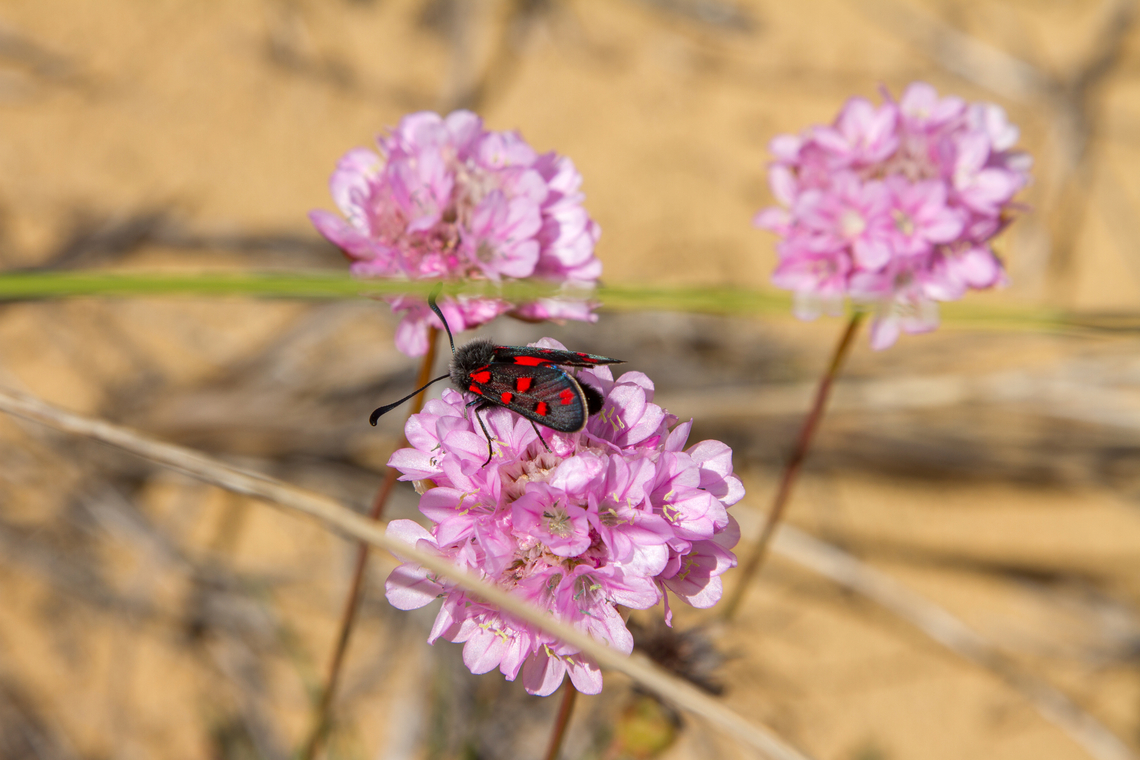 Zygaena rhadamanthus The family of Zygaenidae ranks among my favourites in the world of butterflies and moths, probably because they are most often found in warm, sunny locations where flowers in full bloom abound. And it is quite common to find one sitting on a purple flower of some kind. This one was one exception. Algarve,Falter,Geotagged,Portugal,Schmetterling,Spring,Tiere,Zygaena rhadamanthus,butterfly,mariposa