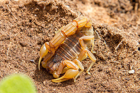 Common yellow scorpion (Buthus occitanus) We found this beauty near the south-western tip of the European mainland, just a bit up the coast from Cabo de São Vicente. Algarve,Buthus occitanus,Common yellow scorpion,Geotagged,Portugal,Skorpion,Spring
