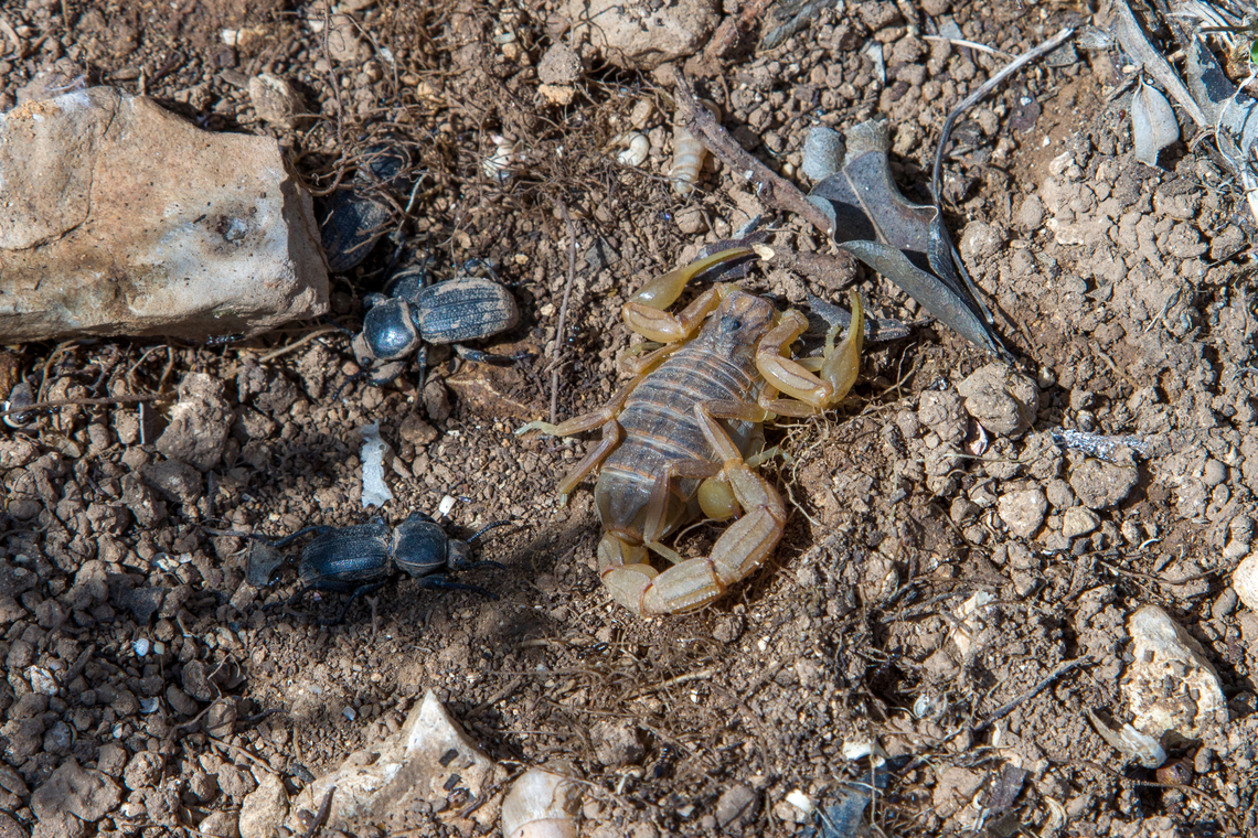 Common yellow scorpion (Buthus occitanus) This fellow was hiding under a large rock, along with a number of beetles&hellip; Algarve,Buthus occitanus,Common yellow scorpion,Geotagged,Portugal,Skorpion,Winter
