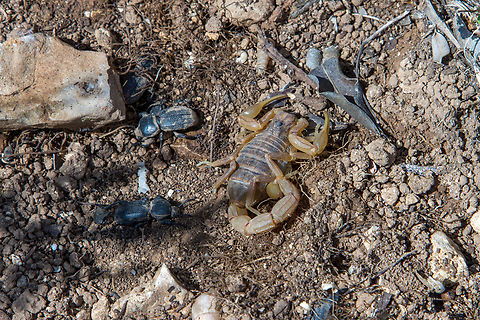 Common yellow scorpion (Buthus occitanus) This fellow was hiding under a large rock, along with a number of beetles… Algarve,Buthus occitanus,Common yellow scorpion,Geotagged,Portugal,Skorpion,Winter