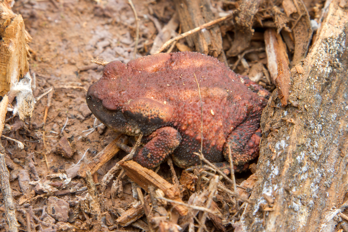 Toad from Algarve, Portugal Unfortunately I don&#039;t know what species this toad is. It was hiding under dead wood near the shores of a barrier lake. Algarve,Bufo spinosus,Geotagged,Kröte,Portugal,Spiny toad,Spring