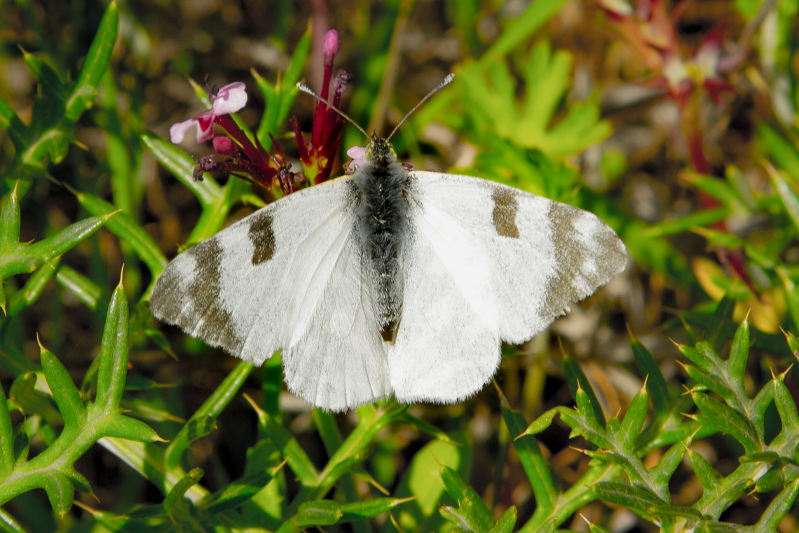Bath White (Pontia daplidice)  Algarve,Bath White,Falter,Geotagged,Pontia daplidice,Portugal,Schmetterling,Tiere,Winter,butterfly,mariposa