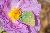 Callophrys rubi The Green Hairstreak can be found all over Europe. Unlike most other Lycaenidae, its underside is conspicuously green.<br />
<br />
In this case, its colour contrasts nicely with the purple and yellow of the flower it is visiting. Algarve,Callophrys rubi,Falter,Geotagged,Green Hairstreak,Portugal,Schmetterling,Tiere,Winter,butterfly,mariposa