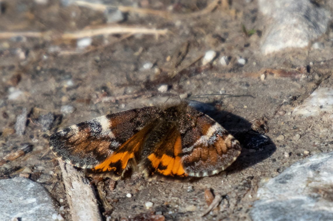 Archiearis parthenias (EN: Orange underwing, DE: Gro&szlig;es Jungfernkind) This moth is a &ldquo;classic&rdquo; herald of early Spring in Europe, since it is one of the first butterflies that can be seen on a sunny day around the beginnings of March, at times even end of February, depending on location and weather conditions. Although Geometrid moths are mostly nocturnal, the Orange underwing is active during daytime, often zooming up high among the treetops of birch trees (on which their larvae feed) and other trees with early flowers.<br />
<br />
This behaviour - the moths preferring sunlit treetops - made it difficult for us to actually see one long enough close up to snap a picture. In fact, during the past years it has become a sort of joke between my partner and me - hey, it's early Spring again and a sunny day, shall we go for a walk in this or that patch of forest and NOT find any "Jungerfernkinder"? Only, this year we finally got lucky. Archiearis parthenias,Deutschland,Falter,Geotagged,Germany,M&uuml;nchen,Orange underwing,Schmetterling,Tiere,Winter,butterfly,mariposa