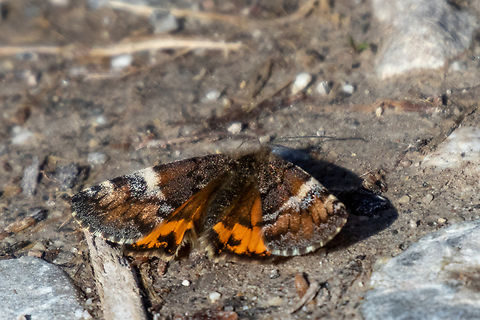 Archiearis parthenias (EN: Orange underwing, DE: Gro&szlig;es Jungfernkind) This moth is a &ldquo;classic&rdquo; herald of early Spring in Europe, since it is one of the first butterflies that can be seen on a sunny day around the beginnings of March, at times even end of February, depending on location and weather conditions. Although Geometrid moths are mostly nocturnal, the Orange underwing is active during daytime, often zooming up high among the treetops of birch trees (on which their larvae feed) and other trees with early flowers.

This behaviour - the moths preferring sunlit treetops - made it difficult for us to actually see one long enough close up to snap a picture. In fact, during the past years it has become a sort of joke between my partner and me - hey, it's early Spring again and a sunny day, shall we go for a walk in this or that patch of forest and NOT find any "Jungerfernkinder"? Only, this year we finally got lucky. Archiearis parthenias,Deutschland,Falter,Geotagged,Germany,M&uuml;nchen,Orange underwing,Schmetterling,Tiere,Winter,butterfly,mariposa