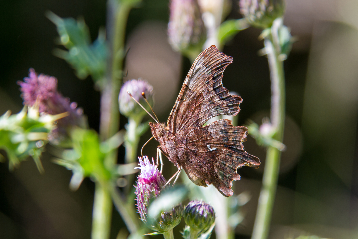 Polygonia c-album aka “Comma” This is probably one of the easiest to identify species of butterfly in Europe, especially when the underside is visible like in this photo. Not only can you see the name-giving "Comma" (in the German common name, it's simply a "C"), but also the silhouette is very characteristic - it always reminds me of an artistic paper-cutting.<br />
The colour of the underside can vary from light / golden brown or yellowish to grey and even very dark brown. Comma,Falter,Geotagged,Polygonia c-album,Schmetterling,Schweiz,Summer,Switzerland,Tiere,butterfly,mariposa