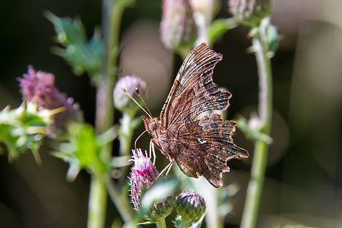 Polygonia c-album aka &ldquo;Comma&rdquo; This is probably one of the easiest to identify species of butterfly in Europe, especially when the underside is visible like in this photo. Not only can you see the name-giving "Comma" (in the German common name, it's simply a "C"), but also the silhouette is very characteristic - it always reminds me of an artistic paper-cutting.
The colour of the underside can vary from light / golden brown or yellowish to grey and even very dark brown. Comma,Falter,Geotagged,Polygonia c-album,Schmetterling,Schweiz,Summer,Switzerland,Tiere,butterfly,mariposa