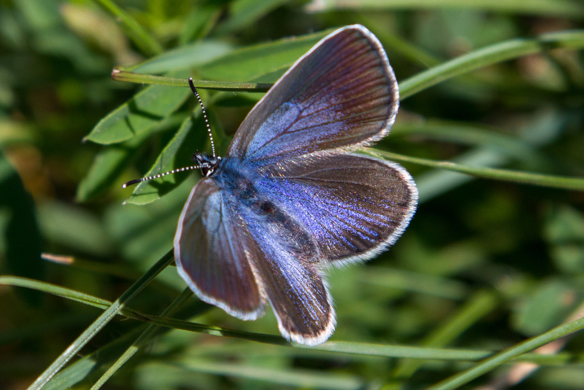 Female Green-Underside Blue (Glaucopsyche alexis) A female Green-Underside Blue from the Kaiserstuhl in South-Western Germany. A male specimen would have a much larger blue area that would leave only a narrow black fringe at the edges.<br />
<br />
The characteristic metallic greenish area on the underside (practically identical for both sexes) can be seen here:<br />
<figure class="photo"><a href="https://www.jungledragon.com/image/146064/underside_of_green-underside_blue_glaucopsyche_alexis.html" title="Underside of Green-Underside Blue (Glaucopsyche alexis)"><img src="https://s3.amazonaws.com/media.jungledragon.com/images/8383/146064_thumb.jpg?AWSAccessKeyId=05GMT0V3GWVNE7GGM1R2&Expires=1767225610&Signature=ycK4JgqQ%2FHZ8rcxMhTpfuHKSrSU%3D" width="200" height="134" alt="Underside of Green-Underside Blue (Glaucopsyche alexis) Just as the brief description on Wikipedia says, this butterfly lingers in &ldquo;warm, lush meadows with plenty of its host plant, vetch&rdquo;. The small habitat of Kaiserstuhl in South-Western Germany fulfils that description perfectly. Deutschland,Falter,Geotagged,Germany,Glaucopsyche alexis,Kaiserstuhl,Schmetterling,Spring,Tiere,butterfly,mariposa" /></a></figure> Deutschland,Falter,Geotagged,Germany,Glaucopsyche alexis,Green-underside Blue,Kaiserstuhl,Schmetterling,Spring,Tiere,butterfly,mariposa