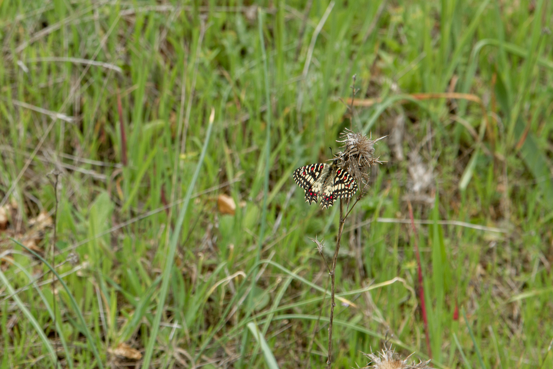 Spanish festoon (Zerynthia rumina) I know this is not a great photo, since the butterfly is quite far away. Alas, at that time I only had my 105mm lens with me, but I was super excited to encounter this beauty so I had to at least snap a picture with what I had. Actually, the species is quite common in various local patches on the Iberian peninsula, but as Wikipedia says &ldquo;is an extremely striking species&rdquo; - indeed!<br />
<br />
Luckily some years later when I encountered its &ldquo;cousin&rdquo; (Southern Festoon) in Slovenia, I was better prepared&hellip;<br />
<figure class="photo"><a href="https://www.jungledragon.com/image/148952/southern_festoon_zerynthia_polyxena.html" title="Southern Festoon (Zerynthia polyxena)"><img src="https://s3.amazonaws.com/media.jungledragon.com/images/8383/148952_thumb.jpg?AWSAccessKeyId=05GMT0V3GWVNE7GGM1R2&Expires=1769040010&Signature=nge0jYl7AR6DuBdqLslS1s8UziI%3D" width="102" height="152" alt="Southern Festoon (Zerynthia polyxena) I can't help myself, but whenever I see a &ldquo;Festoon&rdquo; butterfly (in German &ldquo;Osterluzeifalter&rdquo;) I get almost giddy with excitement, they are so strikingly beautiful. This one (and several brothers and sisters) we saw in a little meadow on the Western slope of the Nanos plateau, in the Slovenian spring.<br />
<br />
A &ldquo;cousin&rdquo; species (Spanish festoon) can be found on the Iberian peninsula<br />
https://www.jungledragon.com/image/36133/one_month_to_go.html Falter,Geotagged,Schmetterling,Slovenia,Slowenien,Southern Festoon,Spring,Tiere,Zerynthia polyxena,butterfly,mariposa" /></a></figure> Algarve,Falter,Geotagged,Portugal,Schmetterling,Spanish Festoon,Tiere,Winter,Zerynthia rumina,butterfly,mariposa