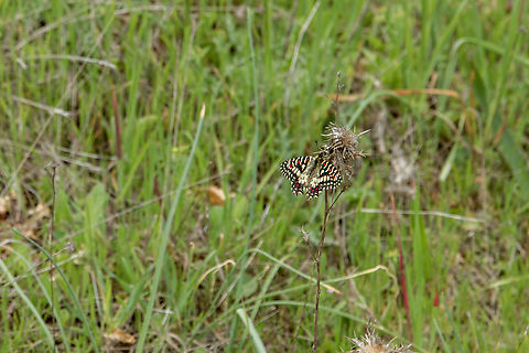 Spanish festoon (Zerynthia rumina) I know this is not a great photo, since the butterfly is quite far away. Alas, at that time I only had my 105mm lens with me, but I was super excited to encounter this beauty so I had to at least snap a picture with what I had. Actually, the species is quite common in various local patches on the Iberian peninsula, but as Wikipedia says &ldquo;is an extremely striking species&rdquo; - indeed!

Luckily some years later when I encountered its &ldquo;cousin&rdquo; (Southern Festoon) in Slovenia, I was better prepared&hellip;
https://www.jungledragon.com/image/148952/southern_festoon_zerynthia_polyxena.html Algarve,Falter,Geotagged,Portugal,Schmetterling,Spanish Festoon,Tiere,Winter,Zerynthia rumina,butterfly,mariposa