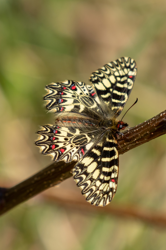 Southern Festoon (Zerynthia polyxena) I can't help myself, but whenever I see a &ldquo;Festoon&rdquo; butterfly (in German &ldquo;Osterluzeifalter&rdquo;) I get almost giddy with excitement, they are so strikingly beautiful. This one (and several brothers and sisters) we saw in a little meadow on the Western slope of the Nanos plateau, in the Slovenian spring.<br />
<br />
A &ldquo;cousin&rdquo; species (Spanish festoon) can be found on the Iberian peninsula<br />
<figure class="photo"><a href="https://www.jungledragon.com/image/36133/one_month_to_go.html" title="One month to go..."><img src="https://s3.amazonaws.com/media.jungledragon.com/images/2527/36133_thumb.jpg?AWSAccessKeyId=05GMT0V3GWVNE7GGM1R2&Expires=1769040010&Signature=lQTq9g096wUXCsbWZKDurVD4oxQ%3D" width="200" height="134" alt="One month to go... Zerynthia rumina. One month to go until spring...<br />
<br />
EXIF: 80-200mm @200mm | 12mm EXT Spanish Festoon,Zerynthia rumina,arthropoda,biodiversity,butterfly,greatnature,insects,lepidoptera,papilionidae" /></a></figure> Falter,Geotagged,Schmetterling,Slovenia,Slowenien,Southern Festoon,Spring,Tiere,Zerynthia polyxena,butterfly,mariposa