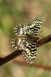 Southern Festoon (Zerynthia polyxena) I can't help myself, but whenever I see a &ldquo;Festoon&rdquo; butterfly (in German &ldquo;Osterluzeifalter&rdquo;) I get almost giddy with excitement, they are so strikingly beautiful. This one (and several brothers and sisters) we saw in a little meadow on the Western slope of the Nanos plateau, in the Slovenian spring.

A &ldquo;cousin&rdquo; species (Spanish festoon) can be found on the Iberian peninsula
https://www.jungledragon.com/image/36133/one_month_to_go.html Falter,Geotagged,Schmetterling,Slovenia,Slowenien,Southern Festoon,Spring,Tiere,Zerynthia polyxena,butterfly,mariposa