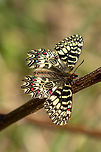 Southern Festoon (Zerynthia polyxena) I can't help myself, but whenever I see a “Festoon” butterfly (in German “Osterluzeifalter”) I get almost giddy with excitement, they are so strikingly beautiful. This one (and several brothers and sisters) we saw in a little meadow on the Western slope of the Nanos plateau, in the Slovenian spring.<br />
<br />
A “cousin” species (Spanish festoon) can be found on the Iberian peninsula<br />
https://www.jungledragon.com/image/36133/one_month_to_go.html Falter,Geotagged,Schmetterling,Slovenia,Slowenien,Southern Festoon,Spring,Tiere,Zerynthia polyxena,butterfly,mariposa