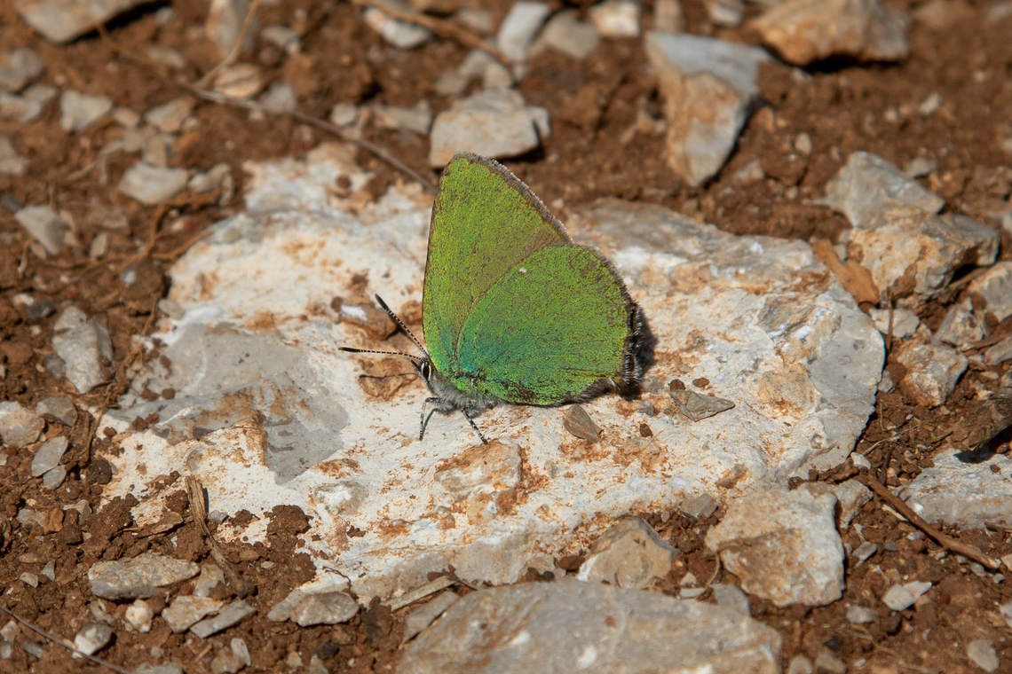 Green Hairsteak (Callophrys rubi) As stated elsewhere, this species can be found all over Europe, in this case on the Western slope of the Nanos plateau in Slovenia.<br />
<br />
But it is equally at home some 2100 km away in South-Westerly direction in Portugal:<br />
<figure class="photo"><a href="https://www.jungledragon.com/image/146517/callophrys_rubi.html" title="Callophrys rubi"><img src="https://s3.amazonaws.com/media.jungledragon.com/images/8383/146517_thumb.jpg?AWSAccessKeyId=05GMT0V3GWVNE7GGM1R2&Expires=1770854410&Signature=P7kmm2IlqYlBzCWLceMJK9aaM7M%3D" width="200" height="134" alt="Callophrys rubi The Green Hairstreak can be found all over Europe. Unlike most other Lycaenidae, its underside is conspicuously green.<br />
<br />
In this case, its colour contrasts nicely with the purple and yellow of the flower it is visiting. Algarve,Callophrys rubi,Falter,Geotagged,Green Hairstreak,Portugal,Schmetterling,Tiere,Winter,butterfly,mariposa" /></a></figure>  Callophrys rubi,Geotagged,Green Hairstreak,Slovenia,Spring