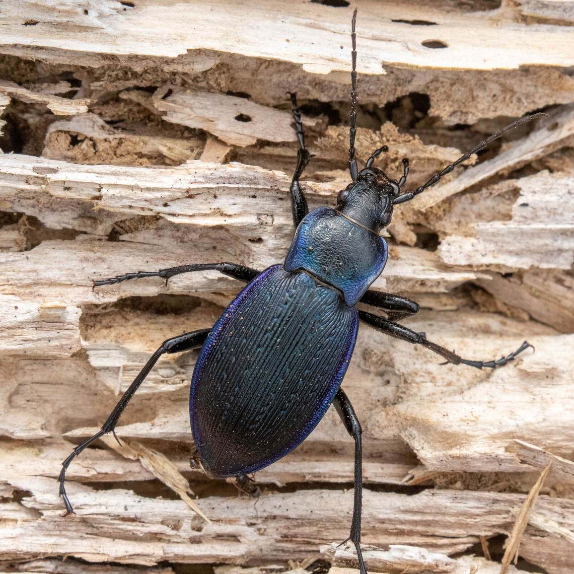 Carabus catenulatus This striking specimen belongs to the large, cosmopolitan family of ground beetles with over 40.000 species. It was a lucky find in Slovenia.<br />
<br />
Similar to many of its cousin species, it is nocturnal, that means it will walk all over the forest floor during nighttime in search for something to eat; and consequently, hard to find during daytime&hellip; This one had fallen into a concavity in the ground and had apparently not been able to get out on its own. We gladly freed it, and of course I took the opportunity to shoot some pictures!<br />
<br />
There seems to be no common name neither in English nor in German, unlike for the similar looking Carabus problematicus which has much wider range.<br />
<br />
Lateral view:<br />
<figure class="photo"><a href="https://www.jungledragon.com/image/148955/side_view_of_carabus_catenulatus.html" title="Side view of Carabus catenulatus"><img src="https://s3.amazonaws.com/media.jungledragon.com/images/8383/148955_thumb.jpg?AWSAccessKeyId=05GMT0V3GWVNE7GGM1R2&Expires=1770854410&Signature=demCOsJCu%2F7dskeH0Trug518t6M%3D" width="200" height="144" alt="Side view of Carabus catenulatus Lateral view of the same specimen that can be seen in<br />
https://www.jungledragon.com/image/148954/carabus_catenulatus.html Carabus catenulatus,Geotagged,K&auml;fer,Slovenia,Slovenien,Spring,Tiere" /></a></figure> Carabus catenulatus,Geotagged,Slovenia,Spring