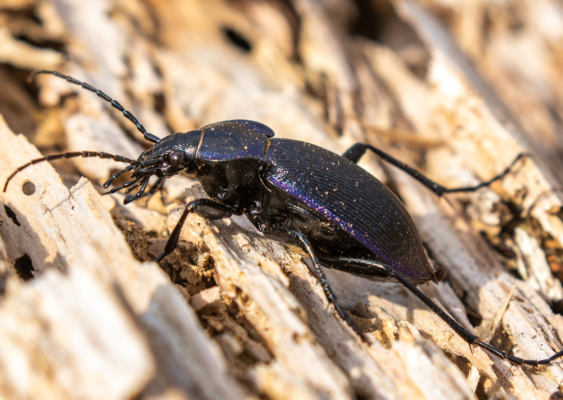 Side view of Carabus catenulatus Lateral view of the same specimen that can be seen in<br />
<figure class="photo"><a href="https://www.jungledragon.com/image/148954/carabus_catenulatus.html" title="Carabus catenulatus"><img src="https://s3.amazonaws.com/media.jungledragon.com/images/8383/148954_thumb.jpg?AWSAccessKeyId=05GMT0V3GWVNE7GGM1R2&Expires=1759968010&Signature=otVhLKehAH2upUj1J0OHMY4blHc%3D" width="200" height="200" alt="Carabus catenulatus This striking specimen belongs to the large, cosmopolitan family of ground beetles with over 40.000 species. It was a lucky find in Slovenia.<br />
<br />
Similar to many of its cousin species, it is nocturnal, that means it will walk all over the forest floor during nighttime in search for something to eat; and consequently, hard to find during daytime&hellip; This one had fallen into a concavity in the ground and had apparently not been able to get out on its own. We gladly freed it, and of course I took the opportunity to shoot some pictures!<br />
<br />
There seems to be no common name neither in English nor in German, unlike for the similar looking Carabus problematicus which has much wider range.<br />
<br />
Lateral view:<br />
https://www.jungledragon.com/image/148955/carabus_catenulatus.html Carabus catenulatus,Geotagged,Slovenia,Spring" /></a></figure> Carabus catenulatus,Geotagged,Käfer,Slovenia,Slovenien,Spring,Tiere