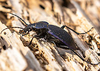 Side view of Carabus catenulatus Lateral view of the same specimen that can be seen in<br />
https://www.jungledragon.com/image/148954/carabus_catenulatus.html Carabus catenulatus,Geotagged,K&auml;fer,Slovenia,Slovenien,Spring,Tiere
