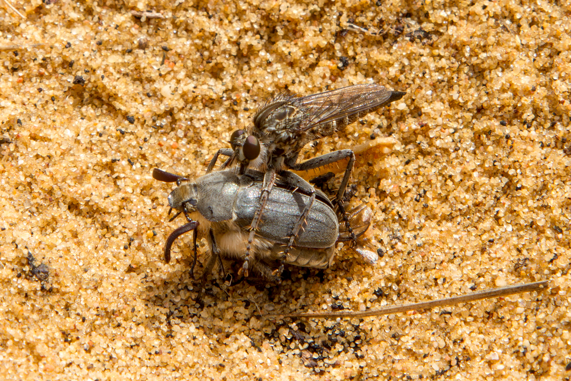 A Robber fly attacking a beetle In the sandy dunes near Aljezur in the Algarve region of Portugal, I watched this Robber fly (Asilidae spec.) attack and finally overpower a beetle of the Scarabaeidae family. The fight lasted several minutes - quite an epic battle. Algarve,Geotagged,Portugal,Raubfliege,Spring