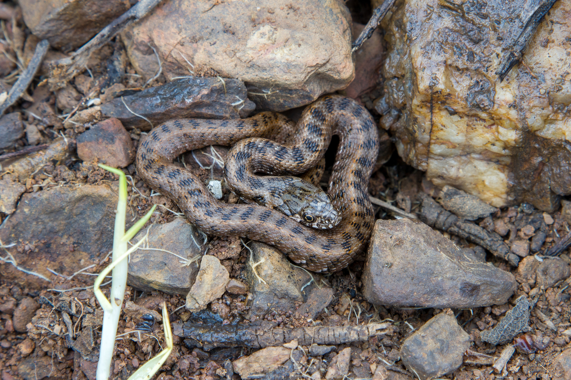 Viperine Snake (Natrix maura) From the series &ldquo;Watch out what you find when flipping over logs or rocks&rdquo; - this snake from the Colubridae family was sitting near the shores of a lake in the Algarve region.<br />
It is probably a Viperine snake - my initial assumption was a Ladder snake (Zamenis scalari), but that assumption was shaky. Algarve,Geotagged,Natrix maura,Portugal,Schlange,Spring,Viperine water snake
