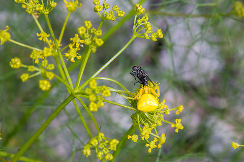 Goldenrod crab spider (Misumena vatia) with prey I am really fond of basically all kinds of spiders. Crab spiders are especially easy to spot when browsing over meadows - provided you pay close attention to the individual flowers and their undersides. Some of these are true masters of hiding in plain sight, patiently waiting for an unsuspecting insect to approach a flower in full bloom. Probably the fly never saw it coming&hellip; Algarve,Geotagged,Goldenrod crab spider,Misumena vatia,Portugal,Spinne,Tiere,Winter,ara&ntilde;a,spider