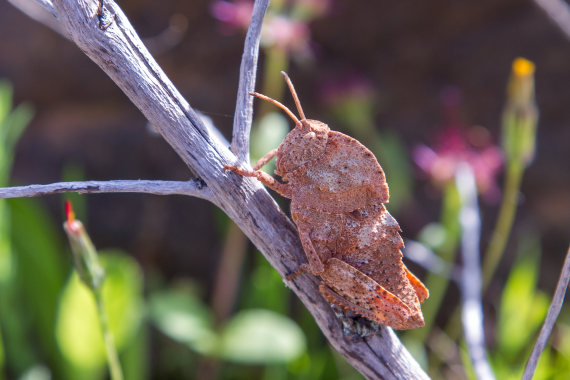 &ldquo;Misleading Stone Grasshopper&rdquo; (Ocnerodes fallaciosus) This &ldquo;armoured&rdquo; looking creature is a grasshopper endemic to the south-western part of the Iberian peninsula.<br />
Thanks to RMFelix, it was identified as Ocnerodes fallaciosus. Algarve,Geotagged,Heuschrecke,Ocnerodes fallaciosus,Portugal,Winter