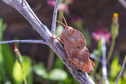 &ldquo;Misleading Stone Grasshopper&rdquo; (Ocnerodes fallaciosus) This &ldquo;armoured&rdquo; looking creature is a grasshopper endemic to the south-western part of the Iberian peninsula.
Thanks to RMFelix, it was identified as Ocnerodes fallaciosus. Algarve,Geotagged,Heuschrecke,Ocnerodes fallaciosus,Portugal,Winter