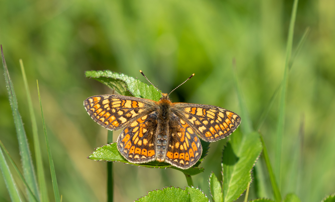 Marsh fritillary (Euphydryas aurinia ssp. aurinia) The Marsh fritillary is conspicious for its beauty and can be found in large parts of Europe - but its numbers have drastically declined, so that in Germany for example it has landed on the list of species with highest protection status. In fact, its presence can often be seen as an indicator for a largely intact habitat.<br />
<br />
This species has a very special meaning for us, since my partner spent three summers investigating various populations in Portugal, the central Alps and Romania for the PhD thesis - quite a few years ago :)<br />
<br />
Its &ldquo;cousin&rdquo; species Euphydryas cynthia is limited to the Alps and alpine meadows:<br />
<figure class="photo"><a href="https://www.jungledragon.com/image/148969/male_cynthias_fritillary_euphydryas_cynthia.html" title="Male Cynthia&#039;s fritillary (Euphydryas cynthia)"><img src="https://s3.amazonaws.com/media.jungledragon.com/images/8383/148969_thumb.jpg?AWSAccessKeyId=05GMT0V3GWVNE7GGM1R2&Expires=1759968010&Signature=9meOwIVr2sxeC9hbkcc2vz9rh0Y%3D" width="200" height="134" alt="Male Cynthia&#039;s fritillary (Euphydryas cynthia) Unlike its cousin, the Marsh fritillary, Euphydryas Cynthia is a butterfly that can only be found in the Alps and alpine meadows. Euphydryas cynthia,Falter,France,Geotagged,Schmetterling,Summer,Tiere,butterfly,mariposa" /></a></figure> Deutschland,Euphydryas aurinia,Falter,Geotagged,Germany,Marsh fritillary,Schmetterling,Spring,Tiere,butterfly,mariposa