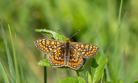 Marsh fritillary (Euphydryas aurinia ssp. aurinia) The Marsh fritillary is conspicious for its beauty and can be found in large parts of Europe - but its numbers have drastically declined, so that in Germany for example it has landed on the list of species with highest protection status. In fact, its presence can often be seen as an indicator for a largely intact habitat.

This species has a very special meaning for us, since my partner spent three summers investigating various populations in Portugal, the central Alps and Romania for the PhD thesis - quite a few years ago :)

Its “cousin” species Euphydryas cynthia is limited to the Alps and alpine meadows:
https://www.jungledragon.com/image/148969/male_cynthias_fritillary_euphydryas_cynthia.html Deutschland,Euphydryas aurinia,Falter,Geotagged,Germany,Marsh fritillary,Schmetterling,Spring,Tiere,butterfly,mariposa