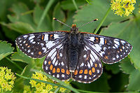 Male Cynthia's fritillary (Euphydryas cynthia) Unlike its cousin, the Marsh fritillary, Euphydryas Cynthia is a butterfly that can only be found in the Alps and alpine meadows. Euphydryas cynthia,Falter,France,Geotagged,Schmetterling,Summer,Tiere,butterfly,mariposa