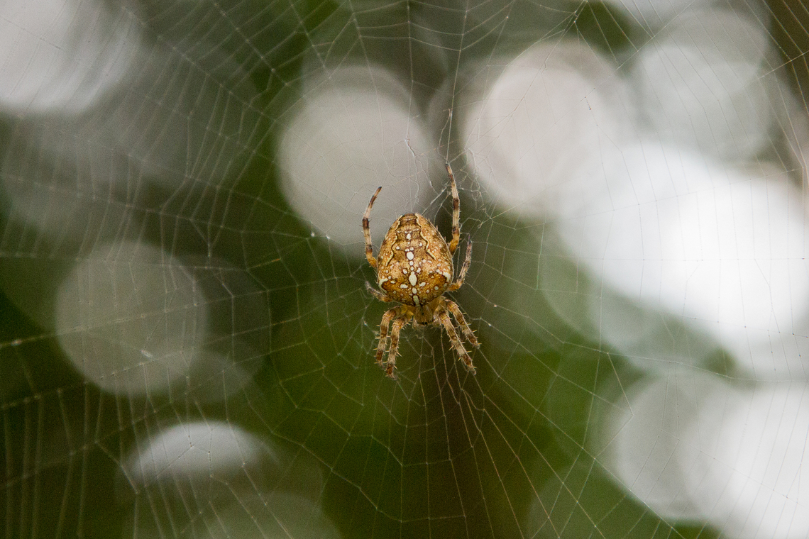 European garden spider (Araneus diadematus) Sometimes, you don&#039;t have to travel far and wide to find beautiful nature. This is just a &quot;humble&quot; European garden spider (which in German we call &quot;Cross spider&quot;) that is very easy to find, but nevertheless I&#039;m fascinated by its aesthetics. This was a casual shot I took during a walk through some heathlands to the North of Munich. Araneus diadematus,Cross Orbweaver,Deutschland,Geotagged,Germany,Spinne,Summer,Tiere,araña,spider