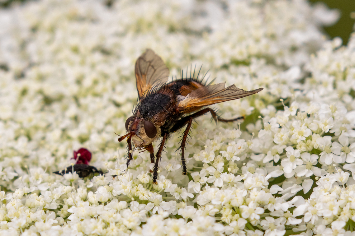 Colourful fly from the French Alps I have no idea what species of fly this is. I was simply intrigued by its colours and the funny-looking protrusions on its head. The picture is from a hike in the French Alps south of Barcelonette. Diptera,Fliege,Fly,France,Geotagged,Insect,Insekt,Summer,Tachina fera