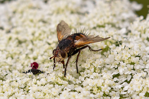 Colourful fly from the French Alps I have no idea what species of fly this is. I was simply intrigued by its colours and the funny-looking protrusions on its head. The picture is from a hike in the French Alps south of Barcelonette. Diptera,Fliege,Fly,France,Geotagged,Insect,Insekt,Summer,Tachina fera