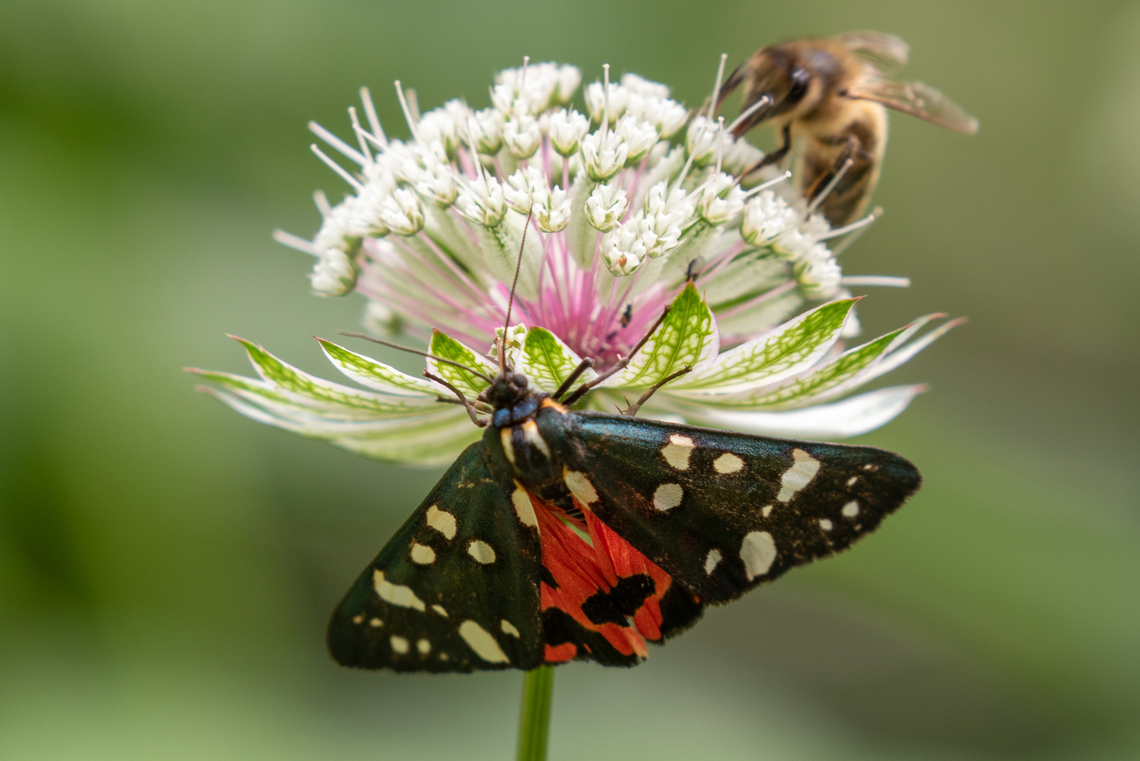 Scarlet Tiger Moth (Callimorpha dominula) One of several moth species that can be seen during daytime.<br />
Since tiger moths are called in German &quot;B&auml;renspinner&quot; oder simply &quot;B&auml;r&quot;, literally &quot;bear&quot;, this moth is called &quot;Sch&ouml;nb&auml;r&quot; in German - &quot;pretty bear&quot;, an apt name. Arctiinae,Callimorpha dominula,Falter,France,Geotagged,Scarlet Tiger Moth,Schmetterling,Summer,Tiere,butterfly,mariposa