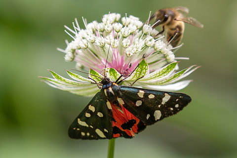Scarlet Tiger Moth (Callimorpha dominula) One of several moth species that can be seen during daytime.
Since tiger moths are called in German "Bärenspinner" oder simply "Bär", literally "bear", this moth is called "Schönbär" in German - "pretty bear", an apt name. Arctiinae,Callimorpha dominula,Falter,France,Geotagged,Scarlet Tiger Moth,Schmetterling,Summer,Tiere,butterfly,mariposa