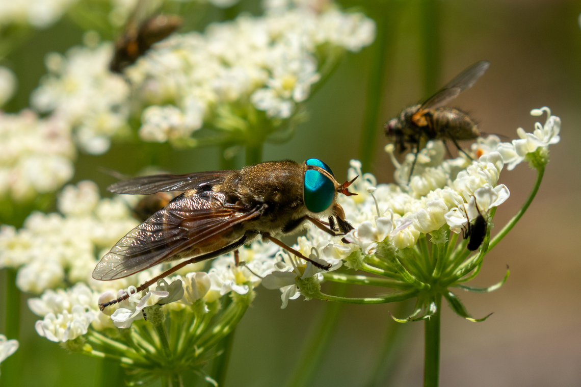 Fly with turquoise eyes from the French Alps From the French Alps south of Barcelonette, a fly with conspicuously coloured eyes.  Diptera,Fliege,Fly,France,Frankreich,Geotagged,Philipomyia aprica,Summer
