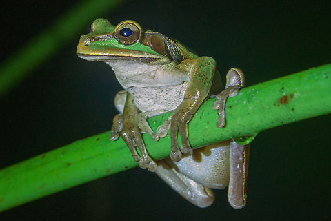 Masked Tree Frog (Smilisca phaeota) From our stay in the Esquinas Rainforest Lodge in Costa Rica in 2014. Amphibien,Costa Rica,Fall,Frosch,Gebiete,Geotagged,Masked Tree Frog,Smilisca phaeota,Tiere
