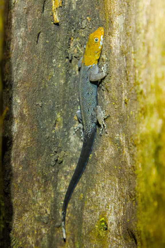 Yellow-headed gecko (Gonatodes albogularis) From our stay in the Esquinas Rainforest Lodge in Costa Rica in 2014.  Costa Rica,Fall,Gebiete,Gecko,Geotagged,Gonatodes albogularis,Reptilien,Yellow-headed gecko
