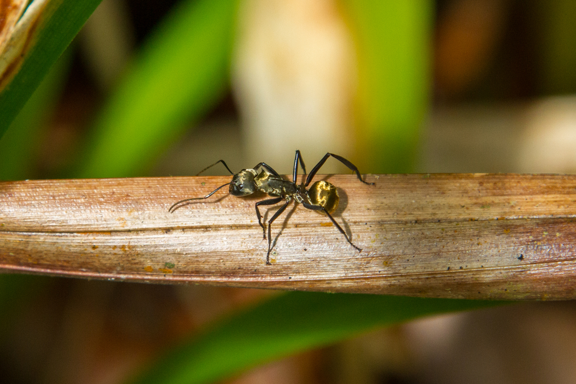 Shimmering golden sugar ant (Camponotus sericeiventris) From our stay in the Esquinas Rainforest Lodge in Costa Rica in 2014. <br />
We saw this beautifully coloured ant on a hike on the slopes above the lodge area. Ameise,Camponotus sericeiventris,Costa Rica,Fall,Gebiete,Geotagged,Insekt