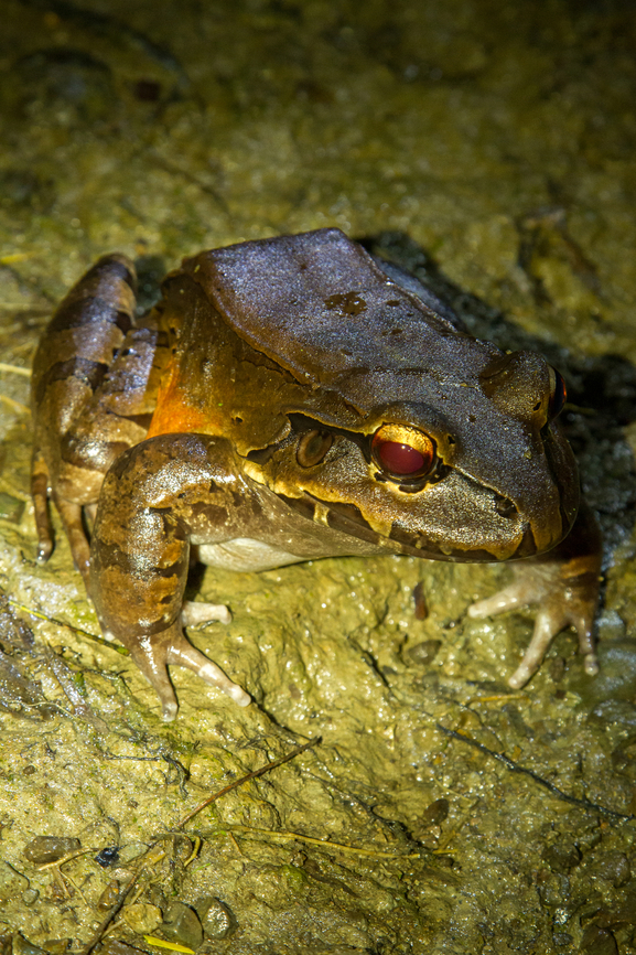The Savage's thin-toed frog (Leptodactylus savagei) From our stay in the Esquinas Rainforest Lodge in Costa Rica in 2014. <br />
This impressively sized from is also listed as &ldquo;Savage's Bull Frog&rdquo; in some literature.<br />
The fellow in the picture was sitting basically on the doorstep of our wooden hut. Amphibien,Costa Rica,Fall,Frosch,Gebiete,Geotagged,Leptodactylus savagei,Savage's thin-toed frog,Tiere