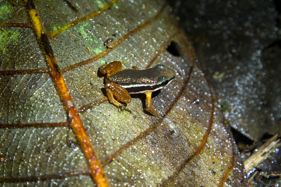 Rainforest Rocket Frog (Silverstoneia flotator) From our stay in the Esquinas Rainforest Lodge in Costa Rica in 2014. <br />
In some guides, the common name is given also as Lowland Rocket Frog.<br />
<br />
The species is quite common (so they say…), but due to its small size (ca 2cm), its inconspicuous colouring that matches perfectly with the fallen leaves that abound on the forest floor and its ability to move quickly when disturbed, I considered this a lucky find indeed. We saw it coming from one of our hikes, shortly before dusk (hence the lighting provided by a flashlight). Amphibien,Costa Rica,Fall,Frosch,Gebiete,Geotagged,Rainforest rocket frog,Silverstoneia flotator,Tiere