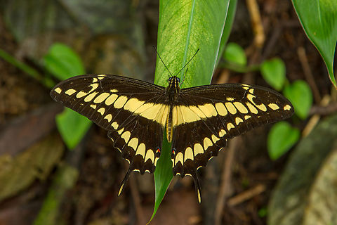 The Thoas swallowtail (Papilio Thoas) Seen in Manuel Antonio National Park, Costa Rica, in 2014 Costa Rica,Fall,Falter,Gebiete,Geotagged,Insekt,Manuel Antonio,Papilio thoas,Schmetterling,Thoas swallowtail,Tiere,butterfly,mariposa