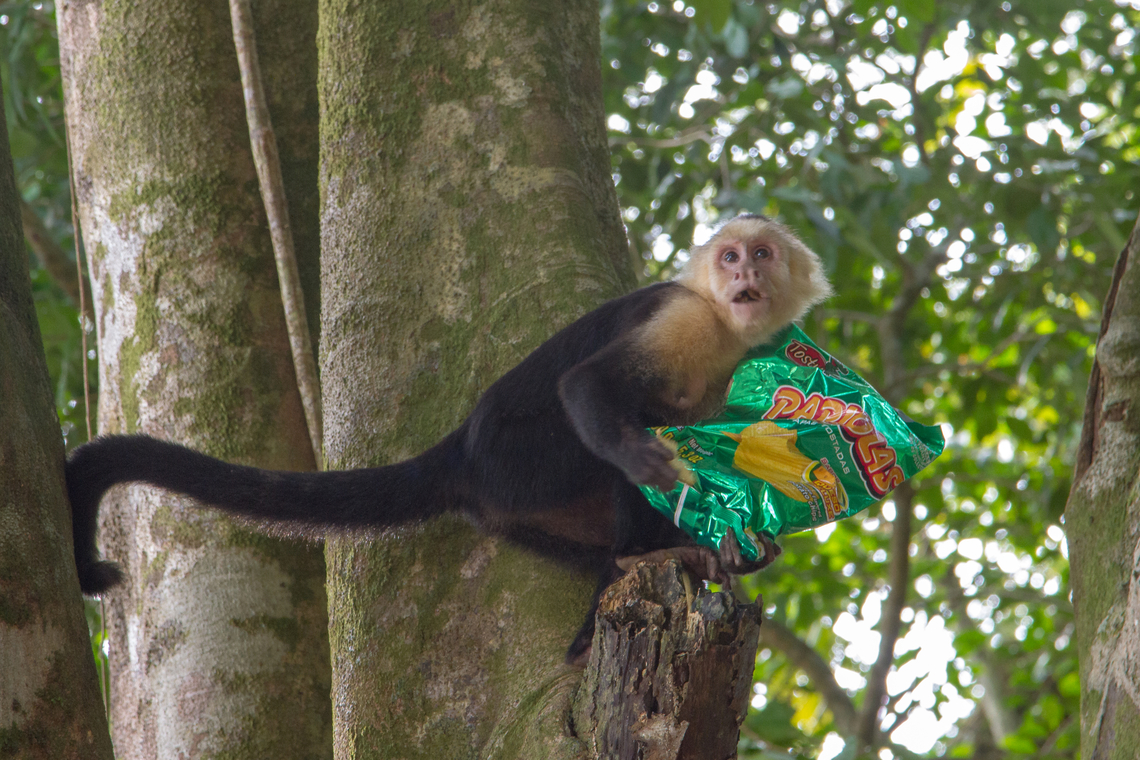 Caught in the act The Manuel Antonio National Park is one of the smallest, but also one of the most visited parks in Costa Rica (already in 2014 when we went there). Besides offering easy access to wildlife, it also features some spectacular beaches, making it a very popular destination for many people day in, day out.<br />
<br />
One of the consequences is that some mammals like the Panamanian white-faced capuchin monkeys that inhabit this area have become so used to human presence that they show very different behaviour than one would expect in the wild.<br />
<br />
The capuchin monkey in this picture had just snatched a bag of chips from an unsuspecting tourist and started devouring them in the safety of a tree. For me a perfect symbolisation of the dangers of over-tourism.<br />
 Affe,Cebus imitator,Costa Rica,Fall,Gebiete,Geotagged,Manuel Antonio,Panamanian white-faced capuchin,S&auml;ugetier