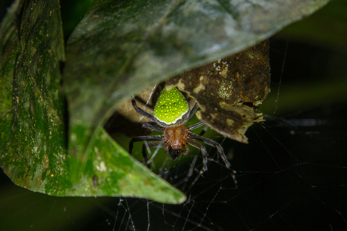 Pretty Orbweaver (Eriophora nephiloides) This stunningly pretty spider was hiding under a leaf in the lush coastal rainforest of the Carara National Park in Costa Rica. Costa Rica,Eriophora nephiloides,Fall,Gebiete,Geotagged,Pretty Orbweaver,Spinne,Tiere,araña,spider