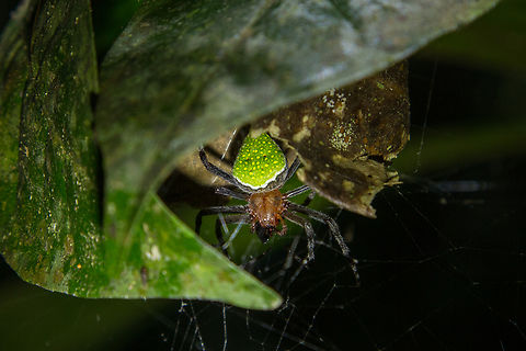 Pretty Orbweaver (Eriophora nephiloides) This stunningly pretty spider was hiding under a leaf in the lush coastal rainforest of the Carara National Park in Costa Rica. Costa Rica,Eriophora nephiloides,Fall,Gebiete,Geotagged,Pretty Orbweaver,Spinne,Tiere,araña,spider